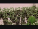 食品産業に潜む腐敗 s2 ep6「ハイになれる食べ物(HIGH ON EDIBLES)」