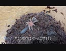 [あすなろ抱きから]タランチュラ飼育日記その５[腕ひしぎ]