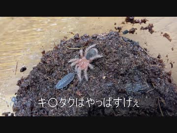 [あすなろ抱きから]タランチュラ飼育日記その５[腕ひしぎ]