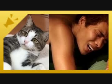 遠野と鳴き声が同じネコ、発見される