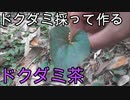 【ぴ】臭すぎる薬草ドクダミ採って煎じてみた