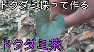 【ぴ】臭すぎる薬草ドクダミ採って煎じてみた