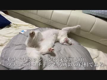 腎不全のウチューネコチャン、療養にして珍妙に過ごす