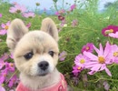 風に聞け２０１１１６　1968 - TrackTribe