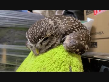 座椅子の上で寝るフクロウ
