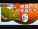 1118【柿を食べる小鳥たち】メジロやシジュウカラ、ヒヨドリ。コゲラやオナガ、カルガモ、コガモなど【 #今日撮り野鳥動画まとめ 】 #身近な生き物語