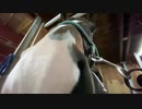 引退競走馬の【Vlog】part20