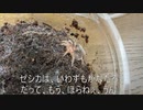 [ゼシカって]タランチュラ飼育日記その６[いいよね]