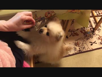 キャベツが欲しいポメラニアンモモ