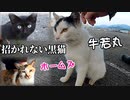 警戒しながらも鳴きながら近づいて来る黒猫