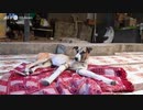 両前脚を列車事故で失ったインドの野良犬、英国で新生活へ