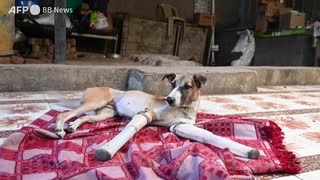 両前脚を列車事故で失ったインドの野良犬、英国で新生活へ