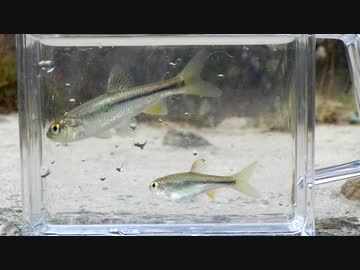 【睡眠用】眠たくなる淡水魚釣り43【カワムツ】