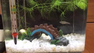 お魚と小エビちゃん2