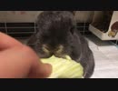 【うさぎ】毛玉とキャベツと咀嚼音と【咀嚼】