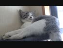 警備をサボるアルフィノ　＃201