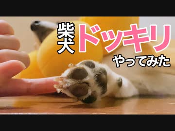 寝ている柴犬にびっくりイタズラしてみたら【オチのない動画】癒し系