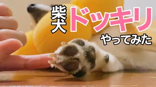 寝ている柴犬にびっくりイタズラしてみたら【オチのない動画】癒し系
