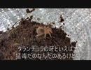 [ショーンの]タランチュラ飼育日記その７[胸毛にときめき]