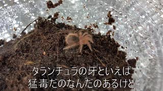 [ショーンの]タランチュラ飼育日記その７[胸毛にときめき]