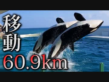 【実況】捕まえたポケモンの重さ分「1㎏＝1㎞」で移動しないといけない縛り part16(移動のみ)