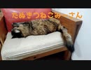 ごろんちょみーさん
