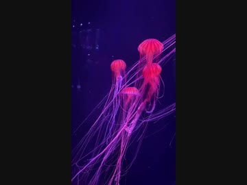 新田悠守気 珍しいピンク色のクラゲ Nicozon