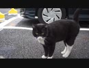 伝説の重鎮猫、頭が子猫3兄弟を配下に従える