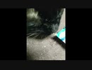 猫用おやつの歌【AIきりたん】