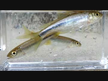 【睡眠用】眠たくなる淡水魚釣り44【カワムツ】