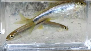 【睡眠用】眠たくなる淡水魚釣り44【カワムツ】