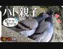 1120【鳩の親子と雛の鳴き声】ツグミが柿を食べる。エナガの喧嘩？カワセミ。ヒドリガモのエクリプスと繁殖羽。オンブバッタの交尾、マガモやカルガモ奇形【 #今日撮り野鳥動画まとめ 】 #身近な生き物語