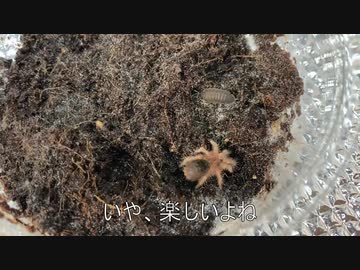 [なにも思い]タランチュラ飼育日記その８[つかナイツ]
