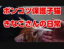 【絶体絶命】猪に喰われそうになった野良子猫を思い切って保護してしまった結果【part16】