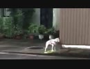 サザエよん