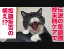 伝説の重鎮猫、終末期ケアの投薬で難儀する
