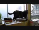 必ず笑える動画　どじっ子あずきは健在でした 2020-11-20
