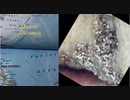 【(h)Indi's】'' I, my, me'', A mami Okinawa（1875-)【Bend曲-bean豆】【fields田】【Mixture】
