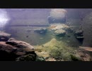 【水中撮影】幻想的な水中動画09