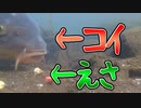 鯉がエサを吸い込む瞬間