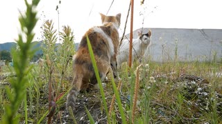 あまりにも素敵な夫婦だから