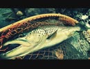 ブラウントラウト　61cm釣れました