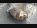 のんびりすやすやカピバラ家族　2020年11月　市原ぞうの国