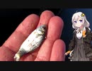 紲星あかりの田んぼの隅っこで　その１１