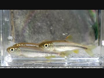 【睡眠用】眠たくなる淡水魚釣り45【カワムツ】