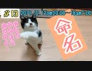 【子猫】子猫の名前が決まりました 保護して1週間経ちました