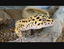 [ナナチが]タランチュラ飼育日記その９[大正義]