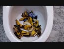 バナナとミニオンをトイレに流してみた