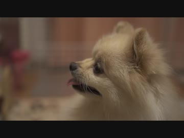 ポメラニアンモモの横顔