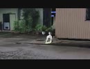 4って動く、動く犬